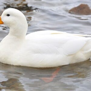 Chiem bao thay vit là điềm gì? 10+ tình huống thường gặp