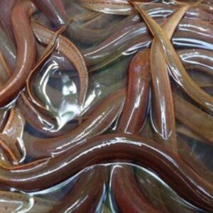 Mơ thấy con lươn số mấy? Mang lại điềm báo tốt hay xấu? Cùng gi8 tìm hiểu