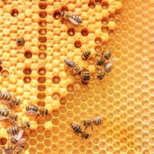 Mơ bắt ong đánh con gì trúng lô gi8? Giải mã con ong trong số đề