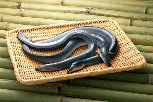 Con lươn số mấy? Tốt hay xấu? Tìm hiểu cùng gi88