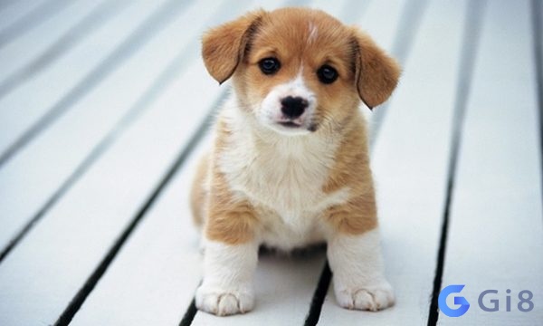 Số đề con chó bao nhiêu con chó số đề