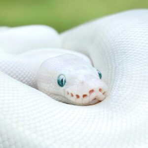 Nằm mơ thấy rắn trắng là điềm gì? Giải mã cùng Gi8