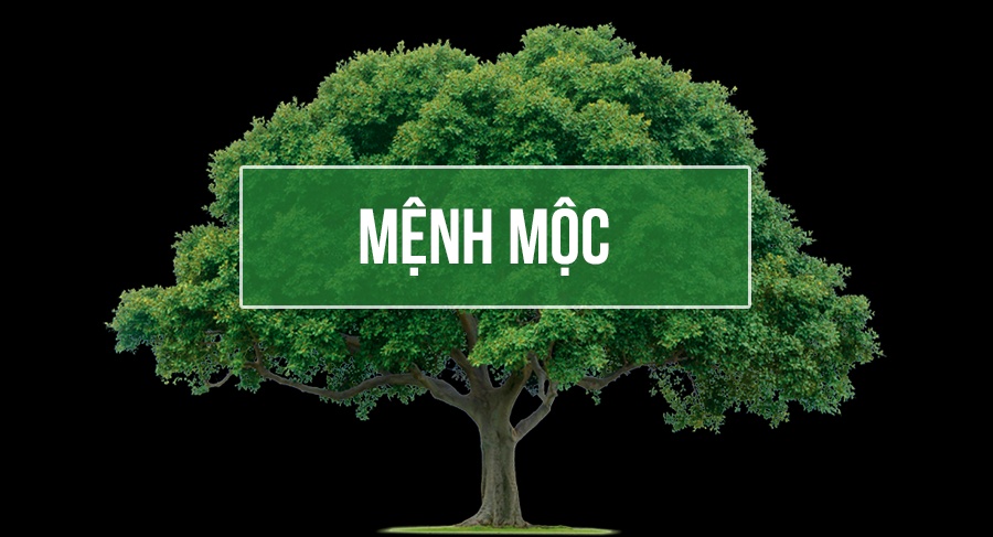 Mệnh mộc hợp số nào? Cùng Gi8 chọn số sim cho mệnh mộc