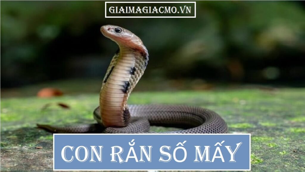 Con rắn là số mấy? Giải mã giấc mơ chi tiết và đầy đủ cùng gi88