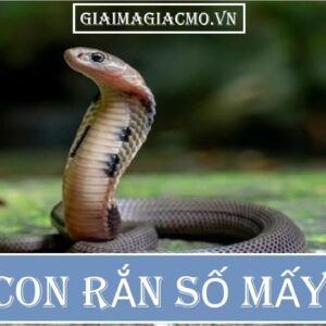 Con rắn là số mấy? Giải mã giấc mơ chi tiết và đầy đủ cùng gi88