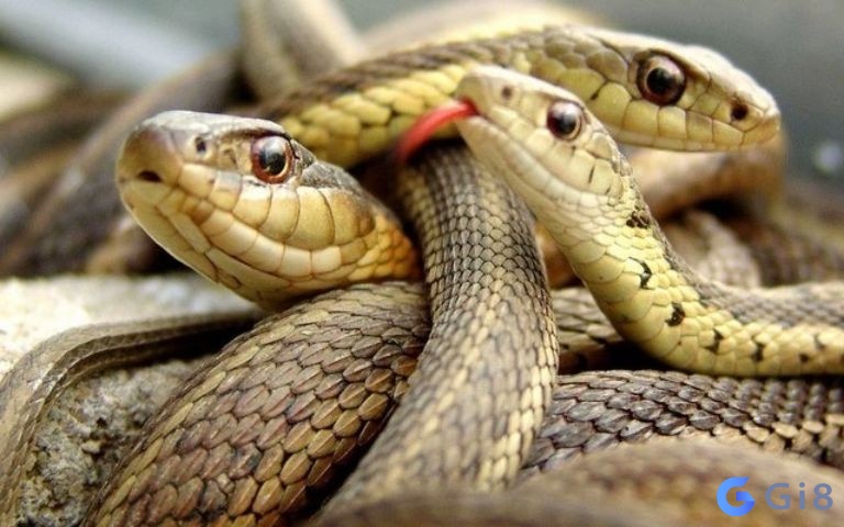 Giải mã giấc mơ thấy rắn mang đến dự cảm gì? Giải mã giấc mơ thấy rắn mang đến dự cảm gì?