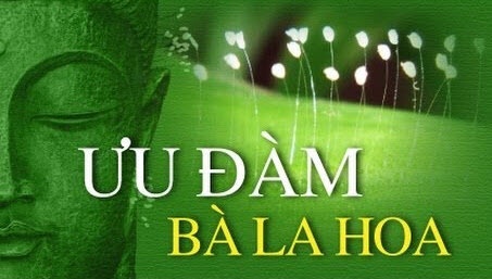 Hoa ưu đàm có ý nghĩa gì? Loài hoa 3000 năm mới nở