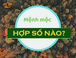 Mạng mộc hợp với số mấy? Hãy cùng Gi8 tìm hiểu nhé