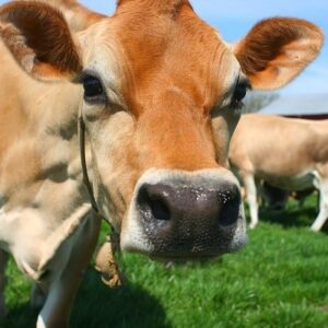 Mơ con bò đánh số gì? 10+ giấc mơ thấy bò thường gặp