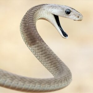 Đi đường gặp rắn đánh con gì? Cùng gi8 tìm con số may mắn