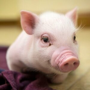 Số đề con heo số mấy? Cùng gi88 giãi mã giấc mơ thấy con heo