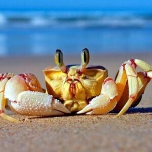 Mơ bắt cua đánh con gì? 10+ tình huống thường gặp nhất