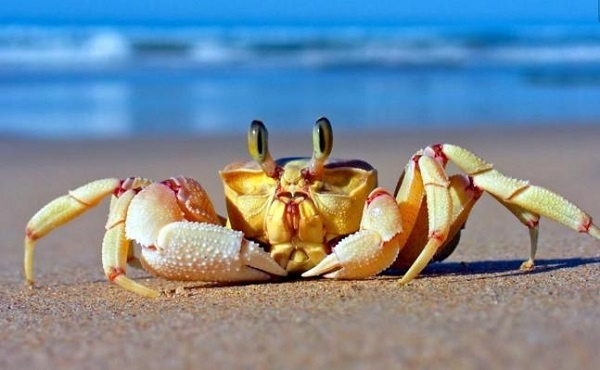 Mơ bắt cua đánh con gì? 10+ tình huống thường gặp nhất