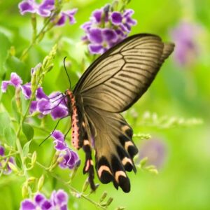 Con bướm số bao nhiêu? Giải mã con số chính xác cùng gi8