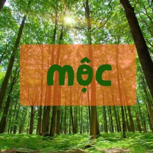 Số hợp với mệnh mộc là số mấy? chọn số sim cùng Gi8