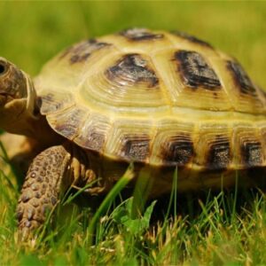 Con ba ba là số mấy? 5+ tình huống giấc mơ thường gặp