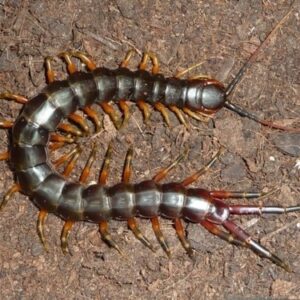 Con rết số gì? Cùng gi8 mã hoá thành con số siêu chính xác