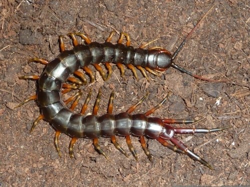 Con rết số gì? Cùng gi8 mã hoá thành con số siêu chính xác