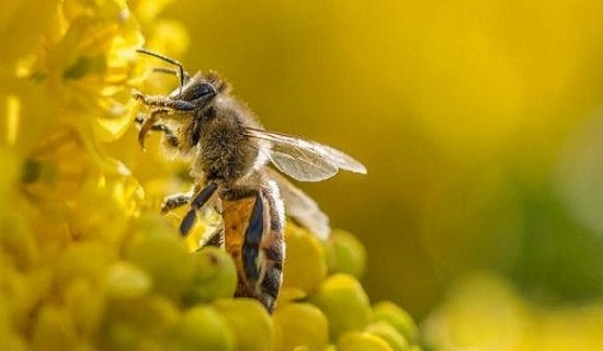 ong bay vào người đánh con gì dự đoán số cùng gi8