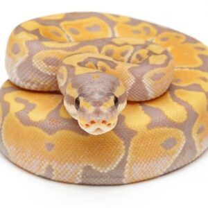 Con trăn vàng đánh số mấy? Dự đoán con số cùng gi8