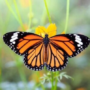 Thấy bươm bướm đánh con gì? Gi8 giúp anh em mã hoá con số