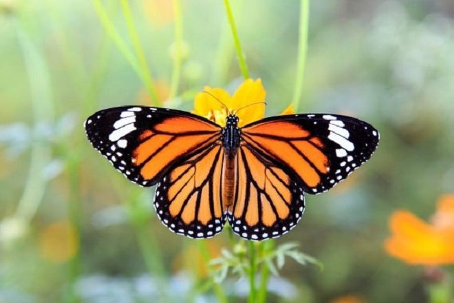 Thấy bươm bướm đánh con gì? Gi8 giúp anh em mã hoá con số