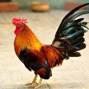 Con gà đánh số mấy? Gi8 giải đáp về gà trong giấc mơ lô đề