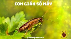 Con gián số mấy? Điềm báo về giấc mơ thấy gián cùng gi88