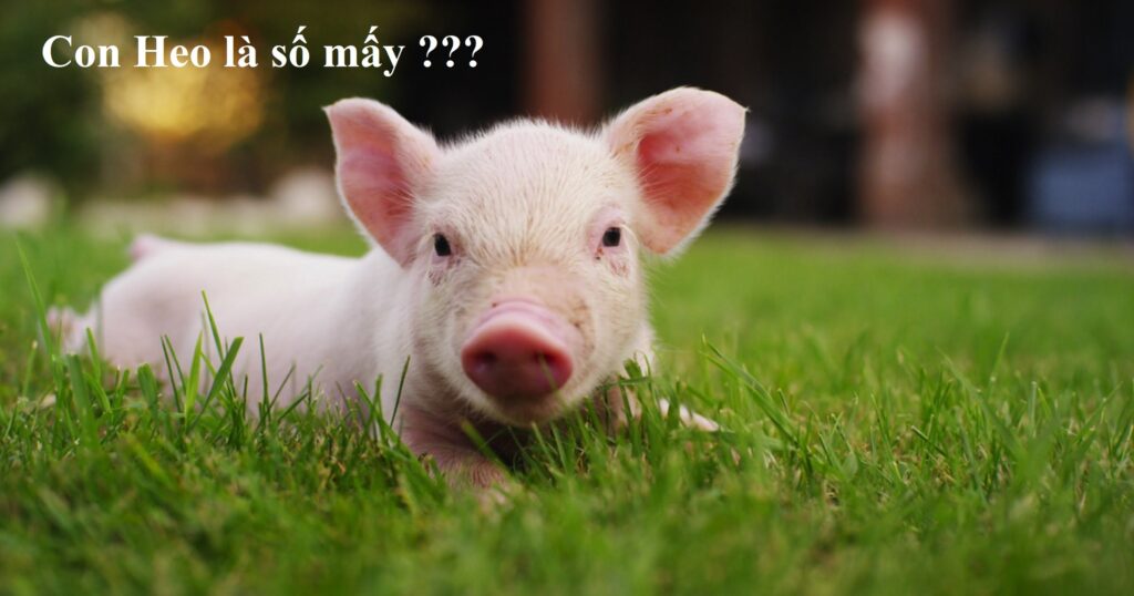 Heo là số mấy? Mơ thấy heo đánh số gì? Gi8 giải mã số đề