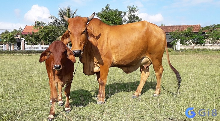 Bò đẻ con là một giâc mơ tốt Con bò đánh số mấy dễ trúng nhất?