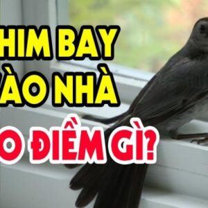 Chim khách bay vào nhà tốt không? Cùng gi88 giải mã điềm báo