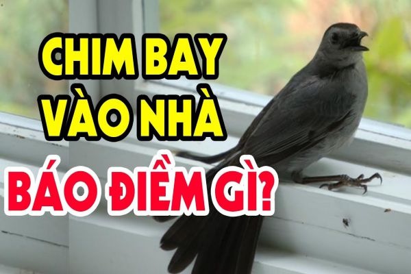 Chim khách bay vào nhà tốt không? Cùng gi88 giải mã điềm báo