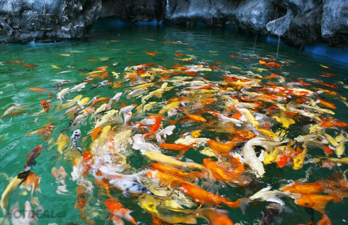 Thấy cá đánh con gì? Nằm mơ thấy cá đánh con gì chuẩn 99%