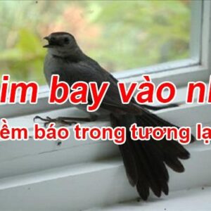 Chim bay vào nhà điềm báo gì? Gi8 giải mã giấc mơ