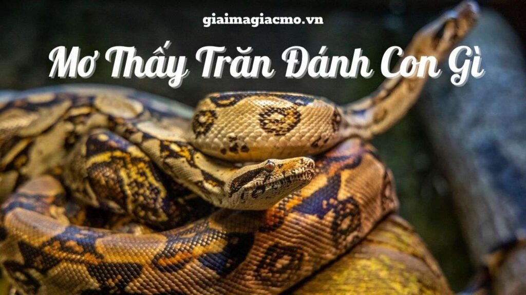 Mơ trăn đánh con gì? Giải mã các giấc mơ cùng gi88