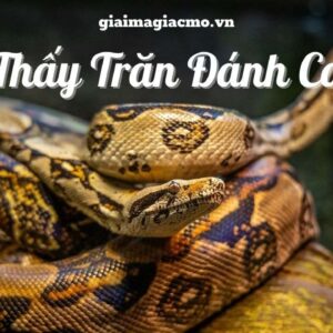 Mơ trăn đánh con gì? Giải mã các giấc mơ cùng gi88
