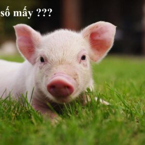 Con heo số mấy? Gi8 giải mã giấc mơ những con số đề