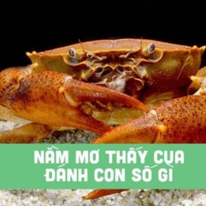 Mơ con cua đánh con gì? Gi8 giải mã các con số đề