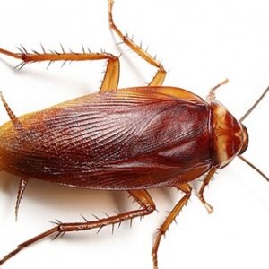 Con dan so may trong lô đề? Giãi mã giấc mơ thấy gián 2022