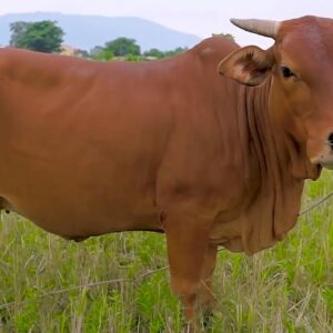 Con bò đánh số mấy? Gi8 giải mã giấc mơ thấy bò trong lô đề