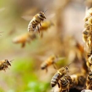 Mơ thấy con ong có điềm gì? Giải mã 10+giấc mơ lô đề con ong