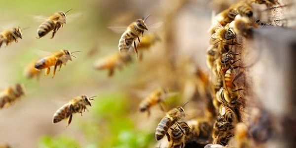 Mơ thấy con ong có điềm gì? Giải mã 10+giấc mơ lô đề con ong