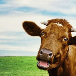 Con bò số bao nhiêu? Giải mã chi tiết giấc mơ cùng gi88