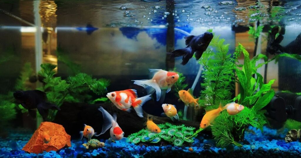 Con cá là số mấy? Cùng gi8 giải mã giấc mơ về cá