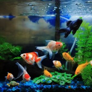 Con cá là số mấy? Cùng gi8 giải mã giấc mơ về cá