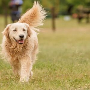 Giấc mơ số đề - Cùng gi8 giải mã mơ số đề đầy đủ và chính xác