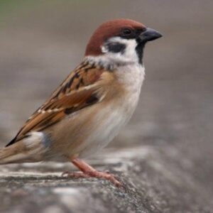 Chim bay vào nhà chết đánh con gì? Cùng gi8 giải mã con số