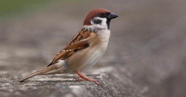 Chim bay vào nhà chết đánh con gì? Cùng gi8 giải mã con số