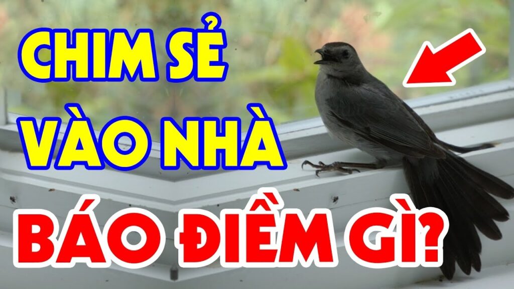 Chim đen bay vào nhà có ý nghĩa gì? Cùng gi8 giải mã ngay