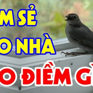 Chim đen bay vào nhà có ý nghĩa gì? Cùng gi8 giải mã ngay